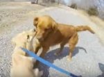 感動の瞬間！　４ヶ月ぶりに母親と再会した子犬が大喜び！