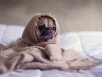 税金未払い分を徴収するため、飼い犬を押収。オークションサイトで販売したドイツの都市