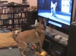 ディズニー映画『ボルト』に興奮する犬！　一方、その隣の犬は？