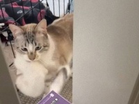 この子たちの面倒はボクが見る！先住猫が6匹の子猫の父親代わりとなり子育てを開始