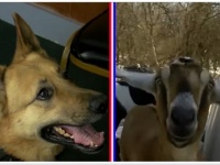 ヤギ vs 警察犬、ペット町長を決める選挙がまもなく開催、現町長はヤギ（アメリカ）