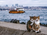 トルコで出会った仲良し猫ズはぎゅっと寄り添ってツーショット！猫と地元の人々との触れ合いを楽しんだ男性の旅行記