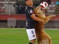 「イヤじゃ！ボールは絶対に放さない！」サッカーの試合に乱入した犬、ボールを咥えたまま退場