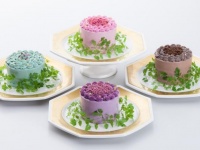 ベジデコサラダ