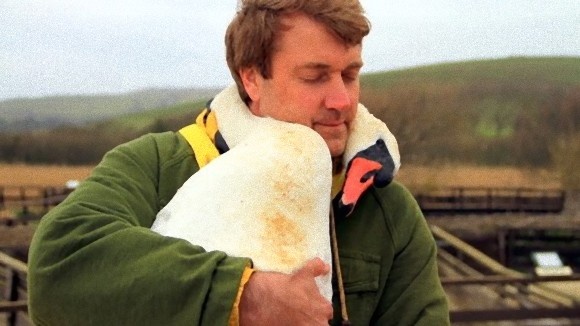 ハクチョウの恩返しは羽毛100％のマフラーとなり、やさしく首を温め続けることだった。