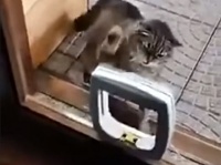 なんじゃこりゃ！はじめての猫用ドアにブチ切れる猫