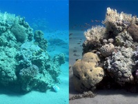 海中写真から青緑色を除去し、本当の色を再現するアルゴリズムを海洋学者が開発