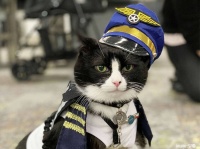 空港で人々を癒すセラピー動物部隊に初の猫メンバーが加わった！