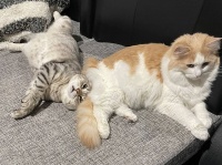 猫が他の猫のお尻を嗅ぐ理由。お尻に住む細菌とコミュニケーションをとっている可能性