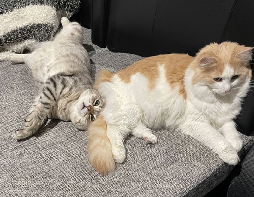 猫が他の猫のお尻を嗅ぐ理由。お尻に住む細菌とコミュニケーションをとっている可能性