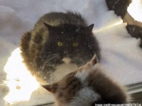 BB弾で撃たれた猫、助けを求めて適切な家にたどり着き、ついに永遠の家族を見つける