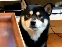 柴犬の困惑。くしゃみが出そうででない柴犬、むずむずが止まらない