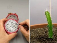 サボテンだったんかい！ドラゴンフルーツの種を採取し、成長させるまでのタイムラプス動画