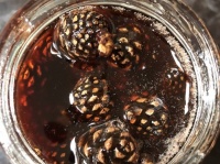 君は食べたことがあるか？ロシアの珍味「松ぼっくりのシロップ漬け」
