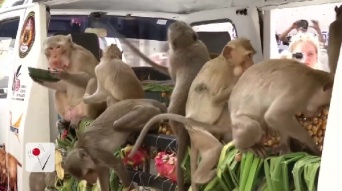 トラック３台分のフルーツ！　タイの「モンキー・ビュッフェ・フェスティバル」でサルたちにごちそうが振る舞われる