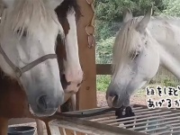 馬やさしいがここにも。仲間の馬をつないだ紐を器用にほどいて颯爽と去っていく