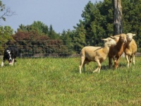 牧羊犬の本能すごい！衝突事故で行方不明になっていた犬、数日後に羊の群れをまとめようとしていたところを発見される