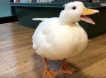 白くてふわふわ！　丸い体にぱっちりお目目のアヒルちゃんが可愛すぎる…！
