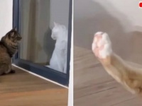 居候猫V.S.家猫たち「そっちに行きたい、遊びたい！」のに窓ガラス越しの塩対応？仲良く遊べる日は来るのかな