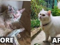 毛のほとんどを失いボロボロの状態だった野良猫が美しい白猫に成長するまでの物語