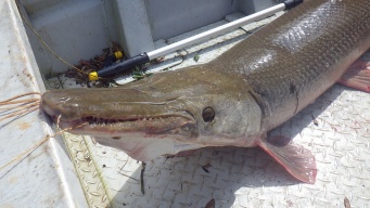 アリゲーターガー（MyFWCmediaさん撮影、Flickrより）