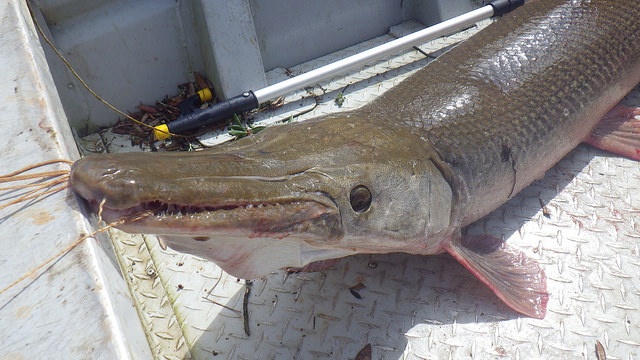 アリゲーターガー（MyFWCmediaさん撮影、Flickrより）