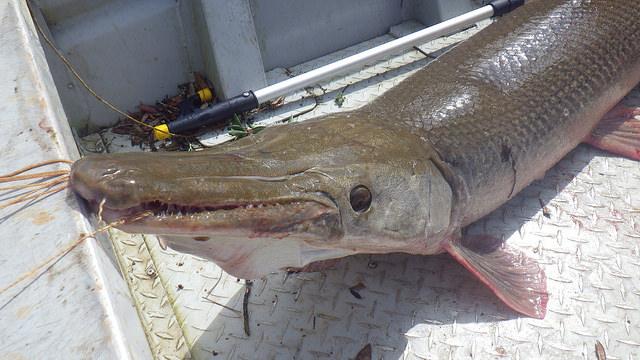 アリゲーターガー（MyFWCmediaさん撮影、Flickrより）