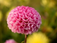 女子力より、奥ゆかしさを磨くべし！　男性の心をとらえる奥ゆかしい女性の魅力