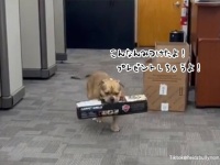 飼い主と一緒に会社に通えるのがうれしくて、毎回倉庫を物色し貢ぎ物を持ってくる犬