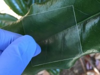 なんと！木材から透明なガラスのような素材を作り出すことに成功（米研究）