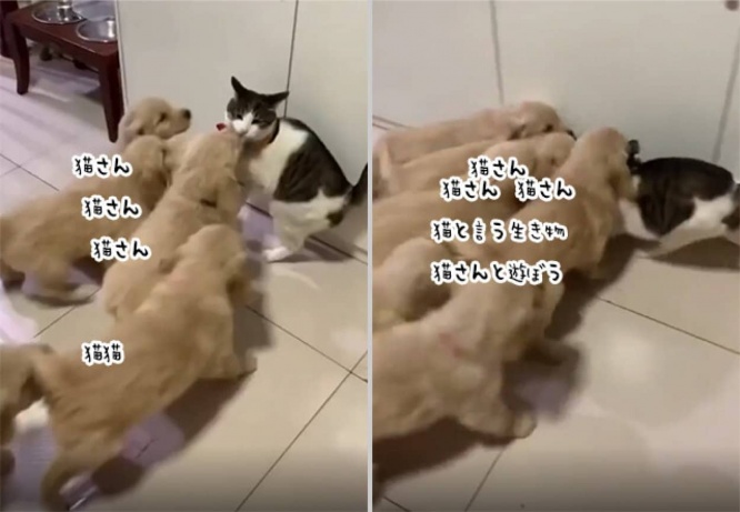 猫の受難、子犬の大群に襲撃され埋め尽くされる