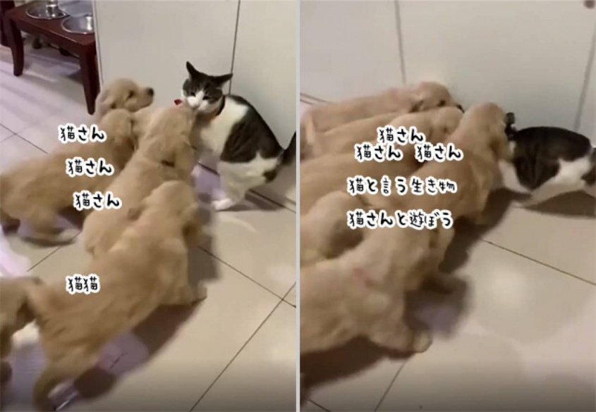 猫の受難、子犬の大群に襲撃され埋め尽くされる