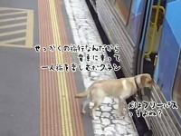 家族で国内旅行中にこっそり抜け出し、電車に乗ってひとり旅を楽しもうとした犬