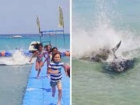 マグロ？それともイルカ？突然現れた、水を蹴立てて大暴れする海の生き物はいったい？