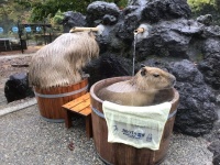 頭当たってるけど...（画像は埼玉県こども動物自然公園公式ツイッターより）
