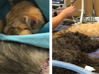 動物たちを癒します。自ら進んで「白衣の天使」となった伝説の猫（アメリカ）
