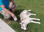 『まだ帰りたくない！』散歩を続けろと抗議するハスキー犬が切なくもかわいい