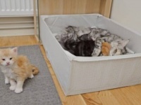 「今なら行けるニャ！」メインクーンの子猫、きょうだいたちが寝静まっている間に脱走を企てる
