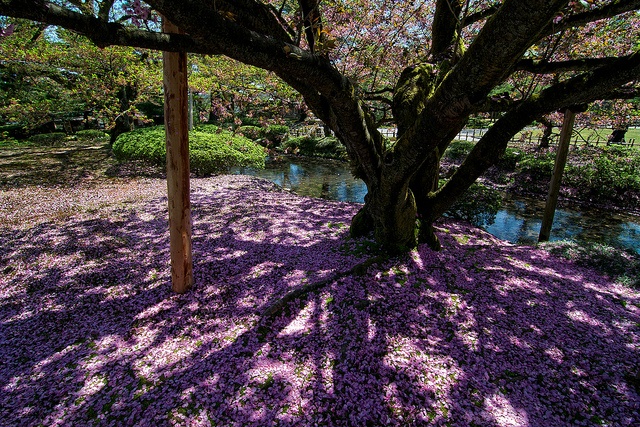Kenrokuen garden in Kanazawa