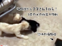 仲間のクマ（ぬいぐるみ）を掃除機から救え！2匹の犬の決死の救出大作戦