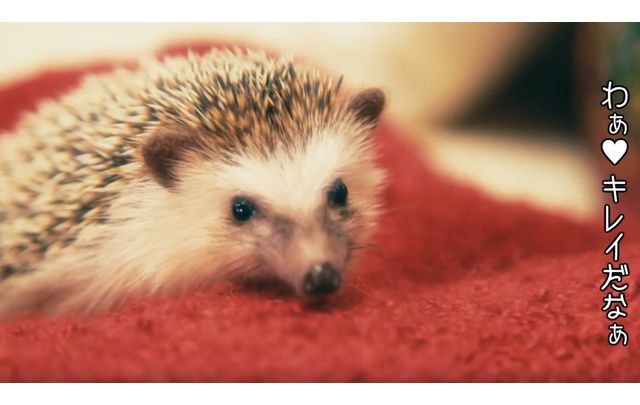 トレンダーズ株式会社のプレスリリース画像