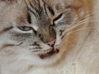 今はそういう気分じゃニャイ！飼い主とのスキンシップを全力で拒む猫たちの形相