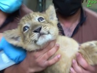 亡き父ライオンの精子を使った人工授精で子ライオンが誕生（シンガポール）