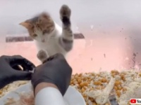 「おじちゃん、美味しいのちょうだいニャ！」トルコの猫、レストランの店先でチキンをおねだりする