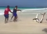 【動画】迷い込んだサメを面白半分で引きずり上げた観光客たちに非難殺到！