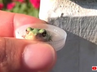 炎天下のカエルに水をあげてみた。「うわぁ、ありがとう！」と、ボトルキャップで水分補給