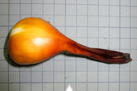 【有毒植物の球根】をタマネギと勘違い…　食べた女性が『死亡』　同じ植物を誤食・過去10年で「14人死亡」