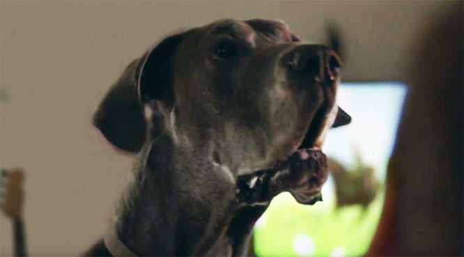 nintendo-switch-dog3