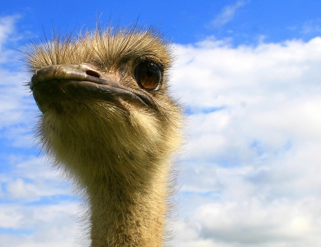 画像はイメージです（Nature'sAura - C.McKeeさん撮影、Flickrより）