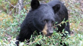 日本熊森協会・広報の公式Xより